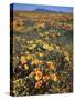 California, Cleveland Nf, California Poppy and Goldfields and Lupine-Christopher Talbot Frank-Stretched Canvas