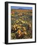 California, Cleveland Nf, California Poppy and Goldfields and Lupine-Christopher Talbot Frank-Framed Photographic Print