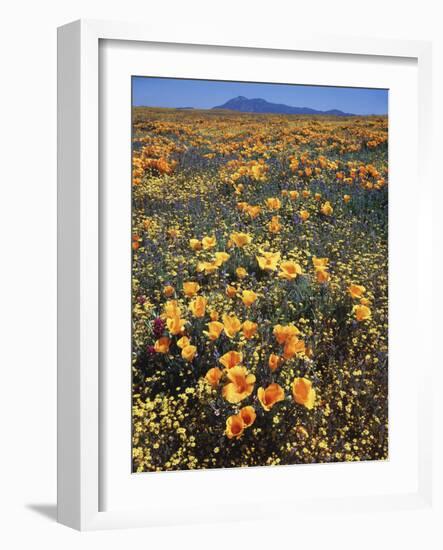 California, Cleveland Nf, California Poppy and Goldfields and Lupine-Christopher Talbot Frank-Framed Photographic Print
