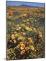 California, Cleveland Nf, California Poppy and Goldfields and Lupine-Christopher Talbot Frank-Mounted Photographic Print