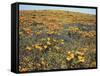 California, Cleveland Nf, California Poppy Goldfields and Lupine-Christopher Talbot Frank-Framed Stretched Canvas