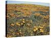 California, Cleveland Nf, California Poppy Goldfields and Lupine-Christopher Talbot Frank-Stretched Canvas