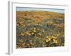 California, Cleveland Nf, California Poppy Goldfields and Lupine-Christopher Talbot Frank-Framed Photographic Print