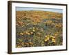California, Cleveland Nf, California Poppy Goldfields and Lupine-Christopher Talbot Frank-Framed Photographic Print