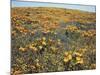 California, Cleveland Nf, California Poppy Goldfields and Lupine-Christopher Talbot Frank-Mounted Photographic Print