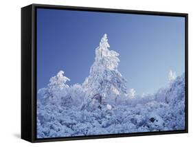 California, Cleveland Nf, Laguna Mountains, a Snow Covered Pine Tree-Christopher Talbot Frank-Framed Stretched Canvas