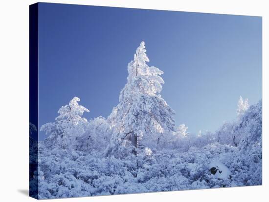 California, Cleveland Nf, Laguna Mountains, a Snow Covered Pine Tree-Christopher Talbot Frank-Stretched Canvas