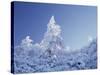 California, Cleveland Nf, Laguna Mountains, a Snow Covered Pine Tree-Christopher Talbot Frank-Stretched Canvas