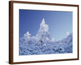 California, Cleveland Nf, Laguna Mountains, a Snow Covered Pine Tree-Christopher Talbot Frank-Framed Photographic Print