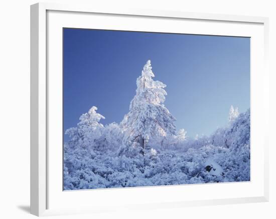 California, Cleveland Nf, Laguna Mountains, a Snow Covered Pine Tree-Christopher Talbot Frank-Framed Photographic Print