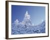 California, Cleveland Nf, Laguna Mountains, a Snow Covered Pine Tree-Christopher Talbot Frank-Framed Photographic Print