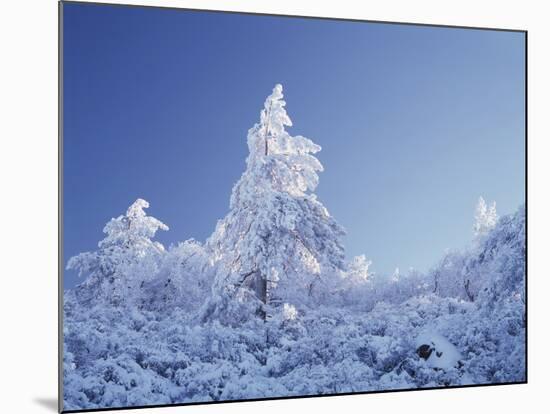 California, Cleveland Nf, Laguna Mountains, a Snow Covered Pine Tree-Christopher Talbot Frank-Mounted Photographic Print