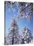 California, Cleveland Nf, Laguna Mountains, a Snow Covered Pine Tree-Christopher Talbot Frank-Stretched Canvas