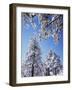 California, Cleveland Nf, Laguna Mountains, a Snow Covered Pine Tree-Christopher Talbot Frank-Framed Photographic Print