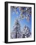 California, Cleveland Nf, Laguna Mountains, a Snow Covered Pine Tree-Christopher Talbot Frank-Framed Photographic Print