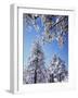 California, Cleveland Nf, Laguna Mountains, a Snow Covered Pine Tree-Christopher Talbot Frank-Framed Photographic Print