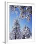 California, Cleveland Nf, Laguna Mountains, a Snow Covered Pine Tree-Christopher Talbot Frank-Framed Photographic Print