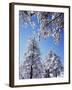 California, Cleveland Nf, Laguna Mountains, a Snow Covered Pine Tree-Christopher Talbot Frank-Framed Photographic Print