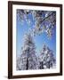 California, Cleveland Nf, Laguna Mountains, a Snow Covered Pine Tree-Christopher Talbot Frank-Framed Photographic Print