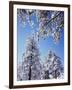 California, Cleveland Nf, Laguna Mountains, a Snow Covered Pine Tree-Christopher Talbot Frank-Framed Photographic Print