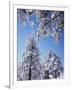 California, Cleveland Nf, Laguna Mountains, a Snow Covered Pine Tree-Christopher Talbot Frank-Framed Photographic Print