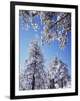 California, Cleveland Nf, Laguna Mountains, a Snow Covered Pine Tree-Christopher Talbot Frank-Framed Photographic Print