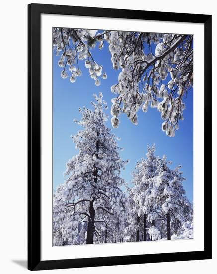 California, Cleveland Nf, Laguna Mountains, a Snow Covered Pine Tree-Christopher Talbot Frank-Framed Photographic Print