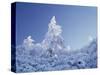 California, Cleveland Nf, Laguna Mountains, a Snow Covered Pine Tree-Christopher Talbot Frank-Stretched Canvas