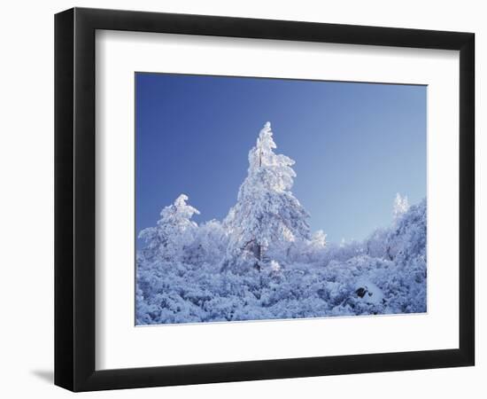 California, Cleveland Nf, Laguna Mountains, a Snow Covered Pine Tree-Christopher Talbot Frank-Framed Photographic Print