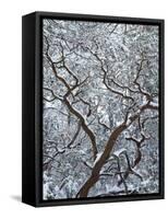 California, Cleveland Nf, Laguna Mountains, Snow Covered Manzanita-Christopher Talbot Frank-Framed Stretched Canvas