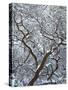 California, Cleveland Nf, Laguna Mountains, Snow Covered Manzanita-Christopher Talbot Frank-Stretched Canvas