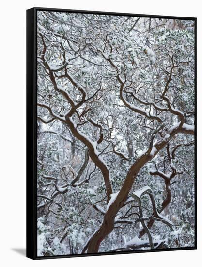 California, Cleveland Nf, Laguna Mountains, Snow Covered Manzanita-Christopher Talbot Frank-Framed Stretched Canvas