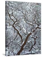 California, Cleveland Nf, Laguna Mountains, Snow Covered Manzanita-Christopher Talbot Frank-Stretched Canvas