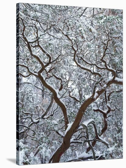 California, Cleveland Nf, Laguna Mountains, Snow Covered Manzanita-Christopher Talbot Frank-Stretched Canvas