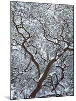 California, Cleveland Nf, Laguna Mountains, Snow Covered Manzanita-Christopher Talbot Frank-Mounted Premium Photographic Print