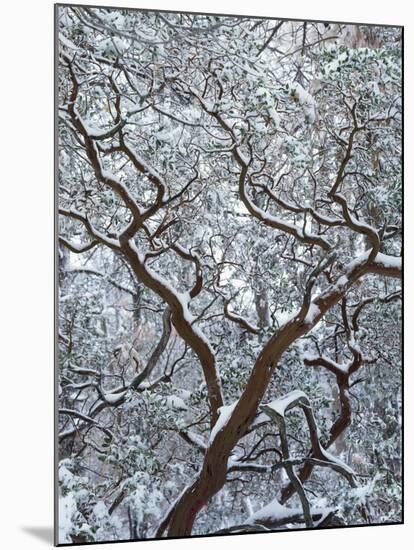 California, Cleveland Nf, Laguna Mountains, Snow Covered Manzanita-Christopher Talbot Frank-Mounted Premium Photographic Print