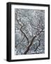 California, Cleveland Nf, Laguna Mountains, Snow Covered Manzanita-Christopher Talbot Frank-Framed Photographic Print