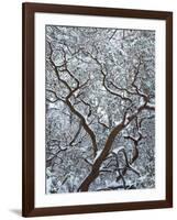 California, Cleveland Nf, Laguna Mountains, Snow Covered Manzanita-Christopher Talbot Frank-Framed Photographic Print