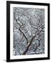 California, Cleveland Nf, Laguna Mountains, Snow Covered Manzanita-Christopher Talbot Frank-Framed Photographic Print