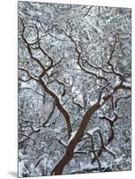 California, Cleveland Nf, Laguna Mountains, Snow Covered Manzanita-Christopher Talbot Frank-Mounted Photographic Print