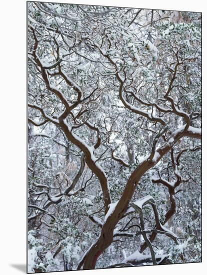 California, Cleveland Nf, Laguna Mountains, Snow Covered Manzanita-Christopher Talbot Frank-Mounted Photographic Print