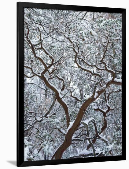 California, Cleveland Nf, Laguna Mountains, Snow Covered Manzanita-Christopher Talbot Frank-Framed Photographic Print