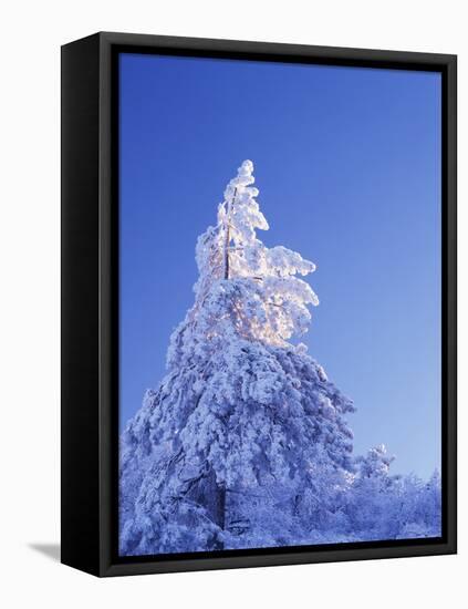 California, Cleveland Nf, Laguna Mountains, Snow Covered Pine Tree-Christopher Talbot Frank-Framed Stretched Canvas