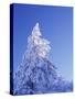 California, Cleveland Nf, Laguna Mountains, Snow Covered Pine Tree-Christopher Talbot Frank-Stretched Canvas