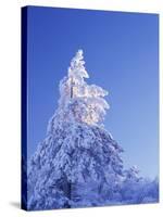 California, Cleveland Nf, Laguna Mountains, Snow Covered Pine Tree-Christopher Talbot Frank-Stretched Canvas