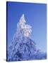 California, Cleveland Nf, Laguna Mountains, Snow Covered Pine Tree-Christopher Talbot Frank-Stretched Canvas