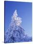 California, Cleveland Nf, Laguna Mountains, Snow Covered Pine Tree-Christopher Talbot Frank-Stretched Canvas