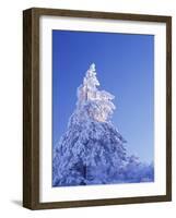 California, Cleveland Nf, Laguna Mountains, Snow Covered Pine Tree-Christopher Talbot Frank-Framed Photographic Print