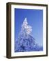 California, Cleveland Nf, Laguna Mountains, Snow Covered Pine Tree-Christopher Talbot Frank-Framed Photographic Print