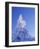 California, Cleveland Nf, Laguna Mountains, Snow Covered Pine Tree-Christopher Talbot Frank-Framed Photographic Print